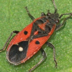 Melanocoryphus tristrami